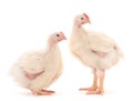 Two chicken or young broiler chickens