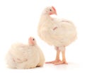 Two chicken or young broiler chickens