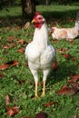 Cockerel standing. Hen laying down behind in grass