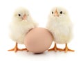 Two chickens and egg Royalty Free Stock Photo