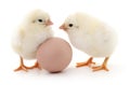 Two chickens and egg Royalty Free Stock Photo