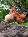 Two chickens, one head Royalty Free Stock Photo