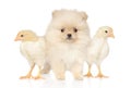 Two chickens and a Pomeranian puppy Royalty Free Stock Photo