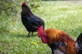 Pet Chickens Free Range On Grassy Area Royalty Free Stock Photo