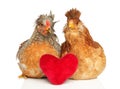 Two chickens sit on a white background