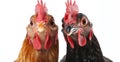 Two chickens are standing closely together, directly facing the camera Royalty Free Stock Photo