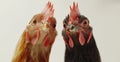 Two chickens are standing closely together, directly facing the camera Royalty Free Stock Photo