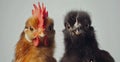 Two chickens are standing closely together, directly facing the camera Royalty Free Stock Photo