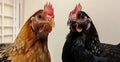 Two chickens are standing closely together, directly facing the camera Royalty Free Stock Photo