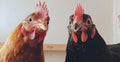 Two chickens are standing closely together, directly facing the camera Royalty Free Stock Photo