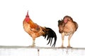 Two chickens on wall isolate on white background Royalty Free Stock Photo