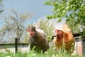 Two chickens in the yard. Royalty Free Stock Photo