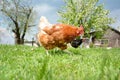 Two chickens in the yard. Royalty Free Stock Photo