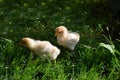 Two chicklings in the garden Royalty Free Stock Photo