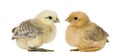 Two chicks Royalty Free Stock Photo