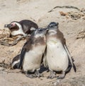 Two chicks African penguins are standing next to each other in a funny pose. Simon`s Town. Boulders Beach. South Africa. Royalty Free Stock Photo