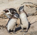 Two chicks African penguins are standing next to each other in a funny pose. Simon`s Town. Boulders Beach. South Africa. Royalty Free Stock Photo