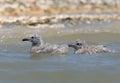 Two chicks of a caspisn gull