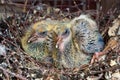 Two chicks dove in the nest Royalty Free Stock Photo