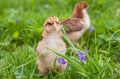 Two chicks exploring grass in the spring Royalty Free Stock Photo