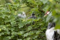 Two chicks hiding in branches and leaves for protection.