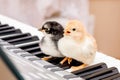 Two chicks with open beaks on the piano keys. Performing a song Royalty Free Stock Photo