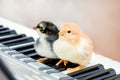 Two chicks on the piano keys. Lessons of music. Performing a musical play a duet_ Royalty Free Stock Photo