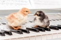 Two chicks on the piano keys. Performing a musical play with a d Royalty Free Stock Photo