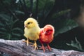 two chicks posing on a log on a dark green background Royalty Free Stock Photo