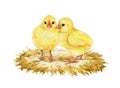 Two chicks standing on the straw. Hand drawn illustration. Small newborn baby chicken. Small farm baby bird. Tiny fluffy