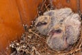 Two chicks wild Dove birds in the nest Royalty Free Stock Photo