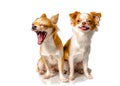 Two Chihuahua brown dog with white background Royalty Free Stock Photo