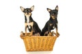 Two chihuahua dog sitting in a basket