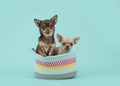 Two chihuahua dogs in a colored basket on a turquoise blue background Royalty Free Stock Photo