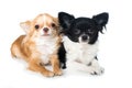 Chihuahua dogs on white background