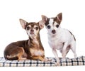 Two chihuahua dogs are posing on a checkered blanket against a white background Royalty Free Stock Photo