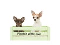 Two chihuahua dogs sitting in a green crate with text planted love Royalty Free Stock Photo