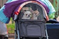 two chihuahua dogs in a stroller with a net under fleece blankets Royalty Free Stock Photo