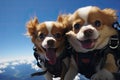 Two chihuahua dogs on the top of the mountain, Tibetan Spaniel puppies skydiving french alps, AI Generated