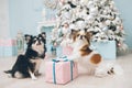Two chihuahua funny dogs sitting near christmas tree with toys with paw on pink box with xmas gift Royalty Free Stock Photo