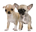 Two chihuahua puppies Royalty Free Stock Photo