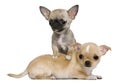 Two chihuahua puppies, 2 months and 3 months old Royalty Free Stock Photo