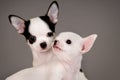 Two Chihuahua puppies. Royalty Free Stock Photo