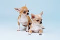 Two chihuahua puppies on a blue background