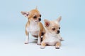 Two chihuahua puppies on a blue background Royalty Free Stock Photo