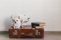 Two chihuahua puppies lying on suitcase. Mammal pets at home. Lovely dogs with funny faces. Domestic animals on white