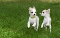 Two chihuahua puppies running synchronously