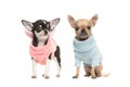 Two chihuahua puppy dogs wearing a pink sweater and wearing a bl
