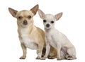 Two chihuahuas, 2 years and 7 months old