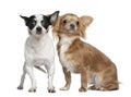 Two Chihuahuas, 4 years old and 18 months old Royalty Free Stock Photo